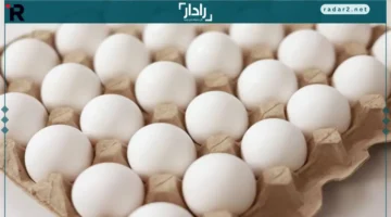 سعر كرتونة البيض في بورصة الدواجن الثلاثاء 11-11-2025